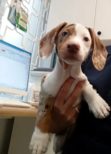 Przychodnia Weterynaryjna Izerska